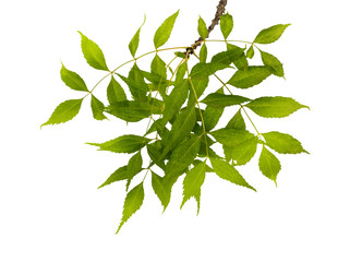 Obraz premium Branch with green leaves isolated on white background