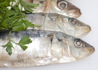 Fresh sardines with parsley leaves