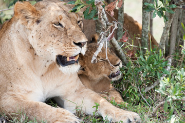 lion