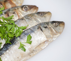 Fresh sardines with parsley leaves