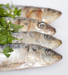 Fresh sardines with parsley leaves