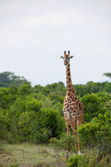 giraffe