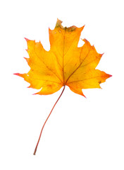 Autumn maple branch with leaves isolated on a white background