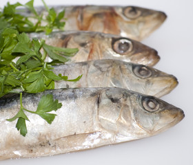 Fresh sardines with parsley leaves