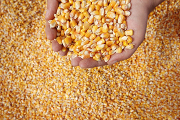 Corn