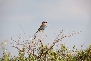 bird