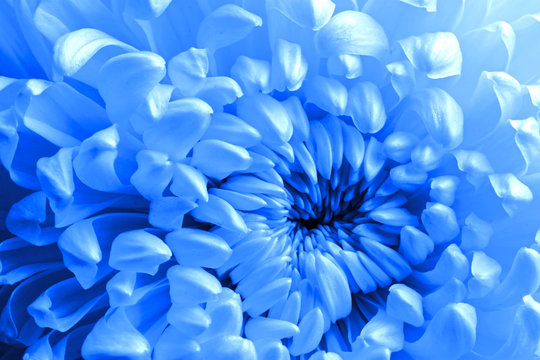 Fototapeta Beautiful blue flower background