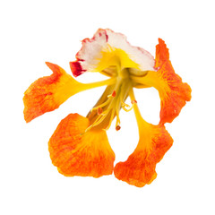 Fototapeta premium orange variety of delonix regia, famboyant tree