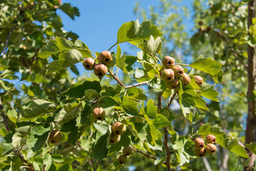 Hawthorn berries