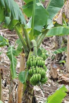 Banana growing on tree plant in plantation stock, photo, photograph, image, picture, press, 