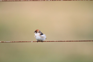 Fairy Martin (Petrochelidon ariel) in Australia 