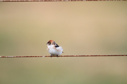 Fairy Martin (Petrochelidon Ariel) In Australia 