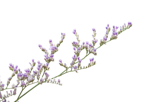 purple limonium