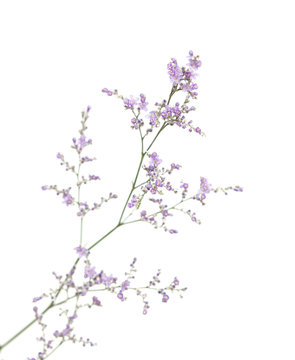 purple limonium