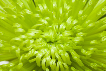 green chrysanthemum