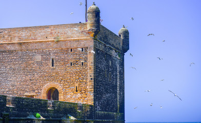 Seagulls flying around the tower top