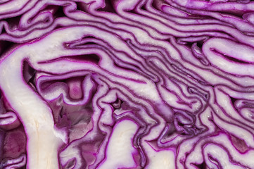 blue background cabbage