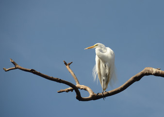 Great egret in the Florida Everglades
