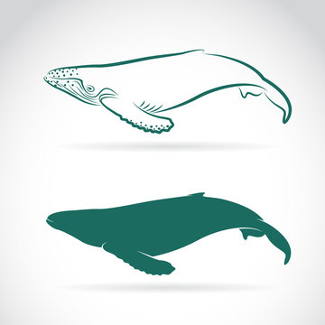 Vector image of whale on white background