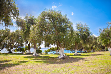 Beautiful panoramic view on olive grove , Greece.