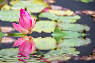 lotus flower and refection on water