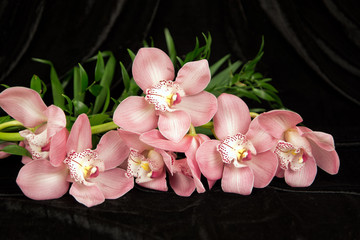 Orchidee auf schwarzem Hintergrund