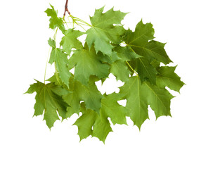 Branch with green leaves isolated on white background