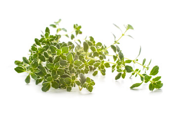 Thyme spice