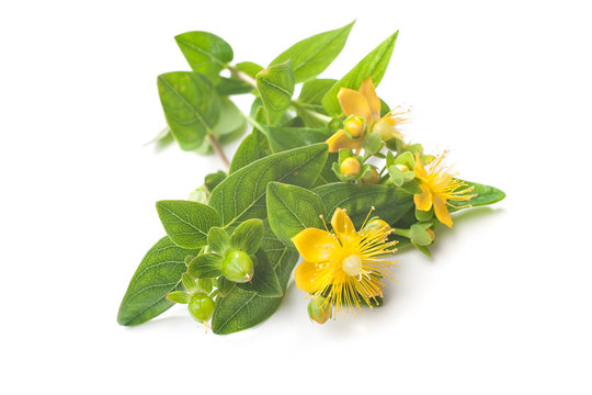 St Johns wort isolated