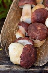 Mushroom Boletus over Wooden Background