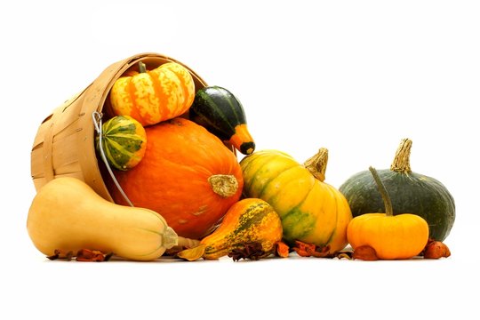 Group of autumn squash and pumpkins spilling from a harvest pail
