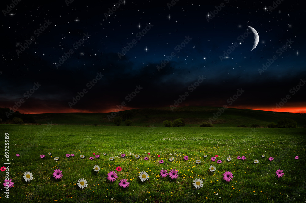 Canvas Prints Flower field in the night.