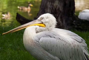 Pelican