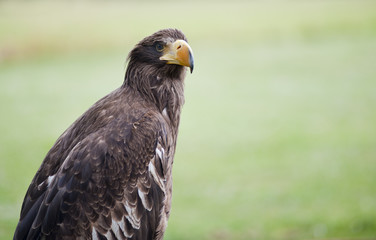Sea Eagle