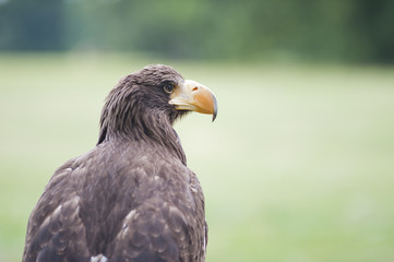 Sea Eagle
