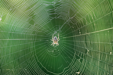 Spinnennetz mit Kreuzspinne