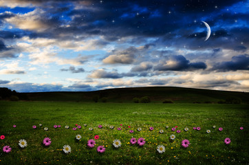 Fototapeta premium Flower field in the night.