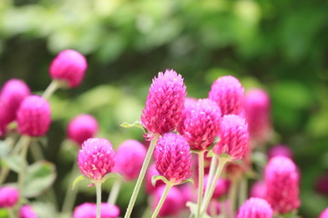 Globeamaranth flowers