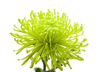 green chrysanthemum isolated