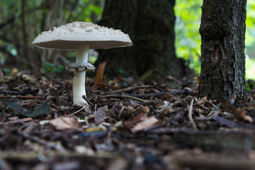 Parasolpilz im Wald