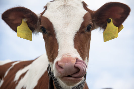 Vache suisse
