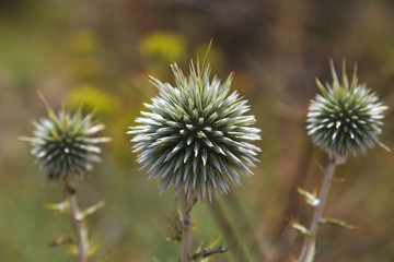 Green thistle close up