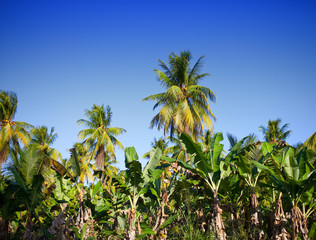 Fototapeta na wymiar A row of palm trees