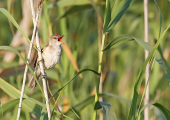 great reed warbler