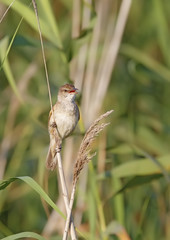 great reed warbler