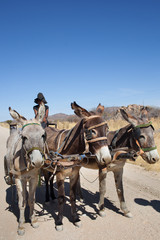 Carretto Kalahari tre cavalli