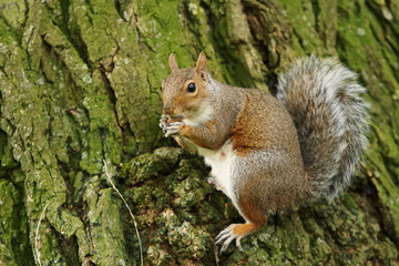 Gray Squirrel, Sciurus carolinensis