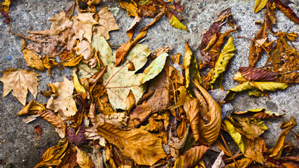 Autumn leaves