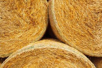 Hay bales on the field after harvest