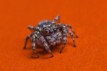 Jumping spider on red background